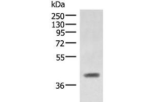 Western blot analysis of Mouse liver tissue lysate using SAMSN1 Polyclonal Antibody at dilution of 1:1000 (SAMSN1 antibody)