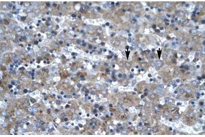 Immunohistochemical staining (Formalin-fixed paraffin-embedded sections) of human liver with LHX6 polyclonal antibody . (LHX6 antibody  (AA 287-336))