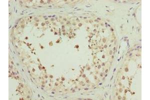 Immunohistochemistry of paraffin-embedded human testis tissue using ABIN7142385 at dilution of 1:100 (MRPL27 antibody  (AA 1-148))
