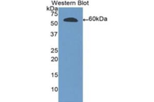 Western Blotting (WB) image for anti-Ribonuclease T2 (RNASET2) (AA 25-256) antibody (ABIN3209300) (RNASET2 antibody  (AA 25-256))