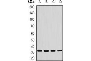 Western blot analysis of Syntenin expression in SW480 (A), THP1 (B), Raji (C), mouse liver (D) whole cell lysates. (SDCBP antibody)