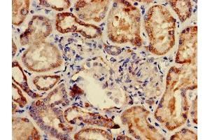 Immunohistochemistry of paraffin-embedded human kidney tissue using ABIN7149126 at dilution of 1:100
