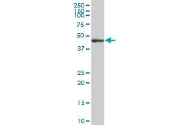 Flotillin 2 antibody  (AA 1-379)