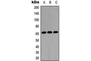Western blot analysis of 42278 expression in A549 (A), NS-1 (B), H9C2 (C) whole cell lysates.