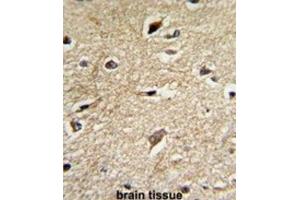 Immunohistochemistry (IHC) image for anti-BCL2-Associated Athanogene (BAG1) antibody (ABIN3001708) (BAG1 antibody)