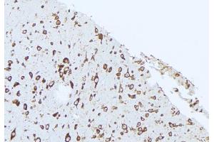 ABIN6274857 at 1/100 staining Rat brain tissue by IHC-P. (Apolipoprotein L 2 antibody  (C-Term))