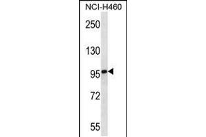 Western blot analysis in NCI-H460 cell line lysates (35ug/lane). (MMRN2 antibody  (C-Term))