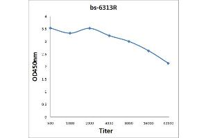 Antigen: 2 µg/100 µL  Primary: Antiserum, 1:500, 1:1000, 1:2000, 1:4000, 1:8000, 1:16000, 1:32000;  Secondary: HRP conjugated Rabbit Anti-Goat IgG at 1: 5000;  TMB staining Read the data in Microplate Reader by 450nm.