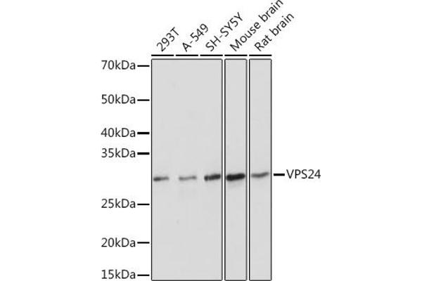 CHMP3 antibody