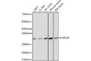 Western blot analysis of extracts of various cell lines, using VPS24 Rabbit mAb (ABIN7266291) at 1:1000 dilution. (CHMP3 antibody)