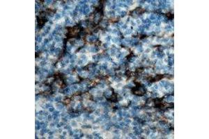 Immunohistochemical analysis of CD19 staining in human tonsil formalin fixed paraffin embedded tissue section. (CD19 antibody)
