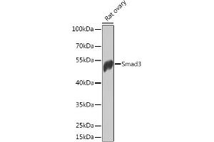 Western blot analysis of extracts of rat ovary, using Smad3 antibody (ABIN6133876, ABIN6148083, ABIN6148086 and ABIN6215229) at 1:1000 dilution. (SMAD3 antibody  (AA 150-250))
