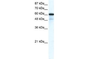 WB Suggested Anti-GABRA1 Antibody Titration:  0. (GABRA1 antibody  (N-Term))