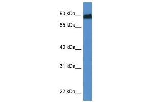 Western Blot showing Sik1 antibody used at a concentration of 1. (SIK1 antibody  (Middle Region))