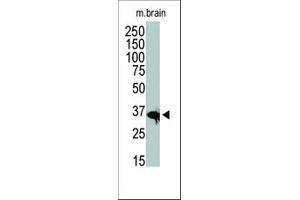 Image no. 1 for anti-Histone Deacetylase 11 (HDAC11) (C-Term) antibody (ABIN356660) (HDAC11 antibody  (C-Term))