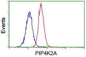 Image no. 5 for anti-Phosphatidylinositol-5-Phosphate 4-Kinase, Type II, alpha (PIP4K2A) antibody (ABIN1500226)