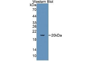 Detection of Recombinant KLRK1, Mouse using Polyclonal Antibody to Killer Cell Lectin Like Receptor Subfamily K, Member 1 (KLRK1) (KLRK1 antibody  (AA 90-232))