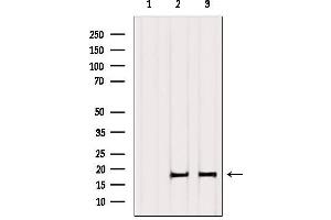 Western blot analysis of extracts from various samples, using Histone H3.