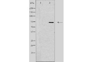 Western blot analysis of extracts from K562 cells using SYT16 antibody. (SYT16 antibody  (Internal Region))