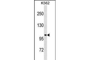 STARD13 Antibody (Center) (ABIN1881846 and ABIN2838722) western blot analysis in K562 cell line lysates (35 μg/lane).