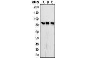 Western blot analysis of PFKP expression in MCF7 (A), NIH3T3 (B), rat brain (C) whole cell lysates. (PFKP antibody  (Center))