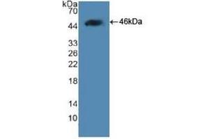 SDS-PAGE of Protein Standard from the Kit (Highly purified E. (Leptin ELISA Kit)