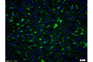 Formalin-fixed and paraffin embedded rat liver labeled with Anti- PGT Polyclonal Antibody, Unconjugated (ABIN1386754) at 1:200 followed by conjugation to the secondary antibody Goat Anti-Rabbit IgG, FITC conjugated used at 1:200 dilution for 40 minutes at 37°C and DAPI staining (SLCO2A1 antibody  (AA 611-643))
