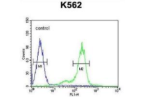 ZN572 Antibody (C-term) flow cytometric analysis of K562 cells (right histogram) compared to a negative control cell (left histogram). (ZNF572 antibody  (C-Term))