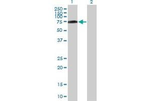 Western Blot analysis of R3HDM2 expression in transfected 293T cell line by R3HDM2 MaxPab polyclonal antibody. (R3HDM2 antibody  (AA 1-637))