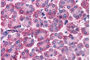Pancreas (RGS10 antibody  (C-Term))