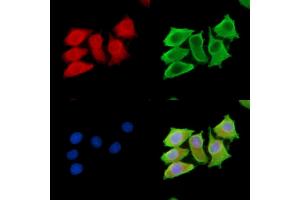ABIN7095021 and ABIN7099077 staining HepG2 cells by IF/ICC.