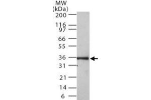 Western blot analysis of MKI67IP in 30 ugs of Ramos cell lysate.