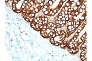 Formalin-fixed, paraffin-embedded feline (cat) small intestine stained with Ep-CAM Mouse Monoclonal Antibody (EGP40/1373). (EpCAM antibody  (Extracellular Domain))