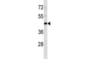 PDK4 antibody western blot analysis in K562 lysate. (PDK4 antibody)