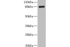 MARK1 anticorps  (AA 560-700)