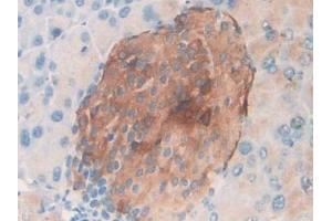 Detection of MIP3a in Mouse Pancreas Tissue using Polyclonal Antibody to Macrophage Inflammatory Protein 3 Alpha (MIP3a) (CCL20 antibody  (AA 24-97))