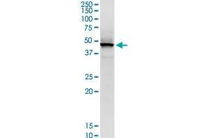 STRADB monoclonal antibody (M02), clone 3E11. (STRADB antibody  (AA 319-418))