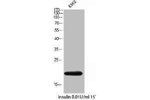 Western Blot analysis of K562 insulin 0. (COX4I2 antibody  (Internal Region))