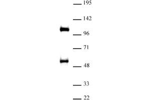 TAZ / WWTR1 antibody (pAb) tested by Western blot Nuclear extract of A-431 cells (30 µg) probed with TAZ / WWTR1 antibody (1:500). (WWTR1 antibody  (C-Term))