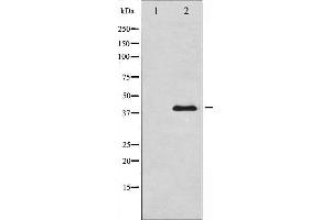 Western blot analysis of AMPK β1 expression in COS7 whole cell lysates,The lane on the left is treated with the antigen-specific peptide. (PRKAB1 antibody)