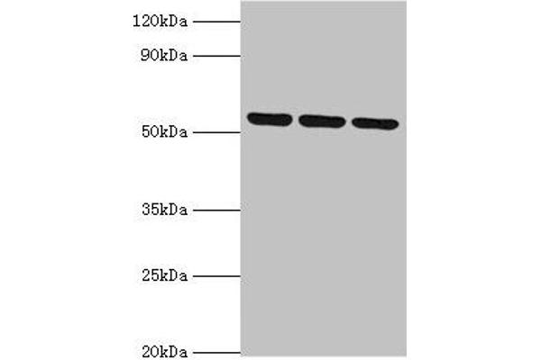 Myotilin antibody  (AA 443-498)