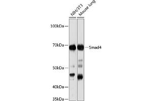 Western Blotting (WB) image for anti-SMAD Family Member 4 (SMAD4) antibody (ABIN7270340)