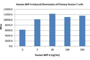 SDS-PAGE of Human Macrophage Inflammatory Protein-4 (CCL18) Recombinant Protein Bioactivity of Human Macrophage Inflammatory Protein-4 (CCL18) Recombinant Protein. (CCL18 Protein)