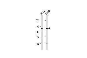 All lanes : Anti-DDX11 Antibody (C-term) at 1:1000 dilution Lane 1: Hela whole cell lysate Lane 2: K562 whole cell lysate Lysates/proteins at 20 μg per lane. (DDX11 antibody  (C-Term))