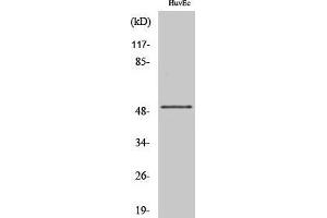 Western Blotting (WB) image for anti-Inositol-Trisphosphate 3-Kinase A (ITPKA) (C-Term) antibody (ABIN3175687) (ITPKA antibody  (C-Term))