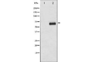 Western blot analysis of p70 S6 Kinase phosphorylation expression in EGF treated NIH-3T3 whole cell lysates,The lane on the left is treated with the antigen-specific peptide.