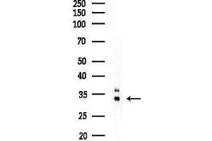 anti-Vestigial Like 2 (VGLL2) (Internal Region) antibody