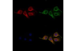 ABIN6259135 and ABIN6275366 staining Hela cells by IF/ICC.