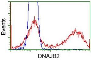 Image no. 2 for anti-DnaJ (Hsp40) Homolog, Subfamily B, Member 2 (DNAJB2) antibody (ABIN1497869)