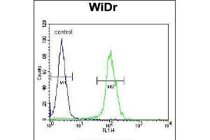 BEX1 antibody  (AA 63-90)